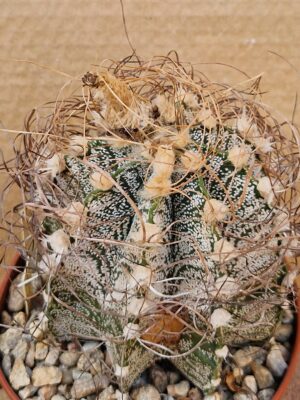 Astrophytum crassispinoides