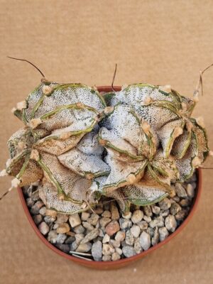 Astrophytum capricorne
