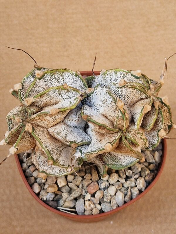 Astrophytum capricorne