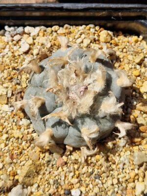 Lophophora williamsii