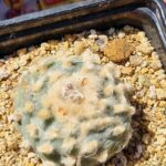 Lophophora fricii