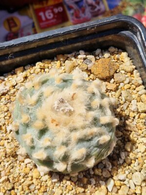 Lophophora fricii