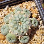 Lophophora sp