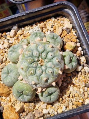 Lophophora sp