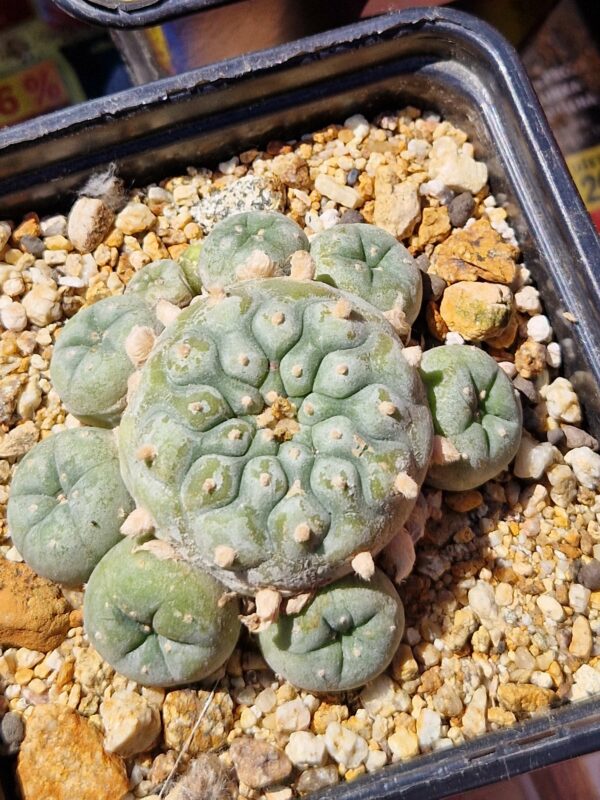 Lophophora sp