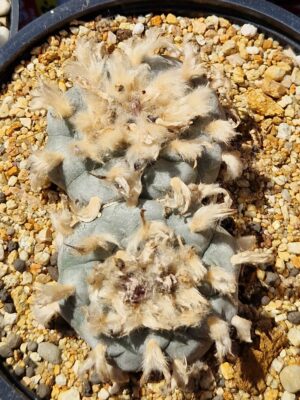 Lophophora williamsii