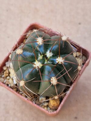 Gymnocalycium fleischerianum
