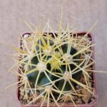 Ferocactus chrysacanthus