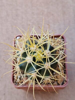 Ferocactus chrysacanthus