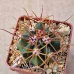 Ferocactus chrysacanthus