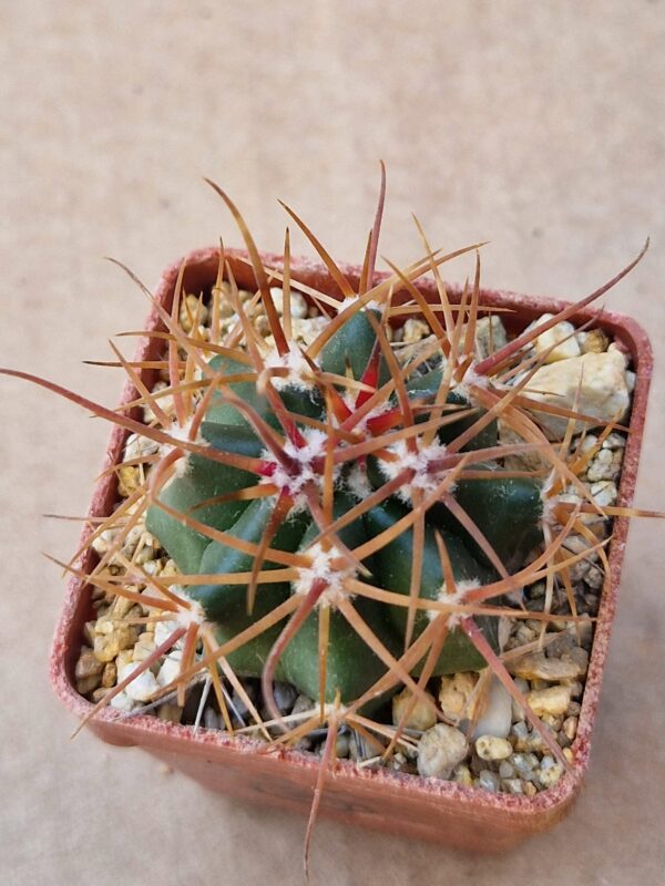Ferocactus chrysacanthus