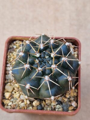 Gymnocalycium sp