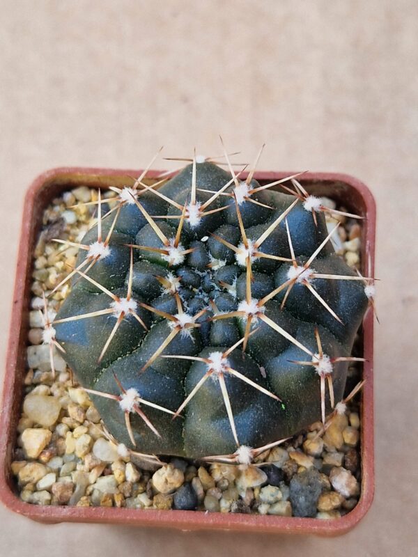 Gymnocalycium sp