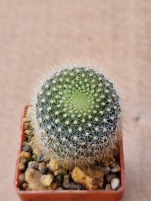 Notocactus graesnerii