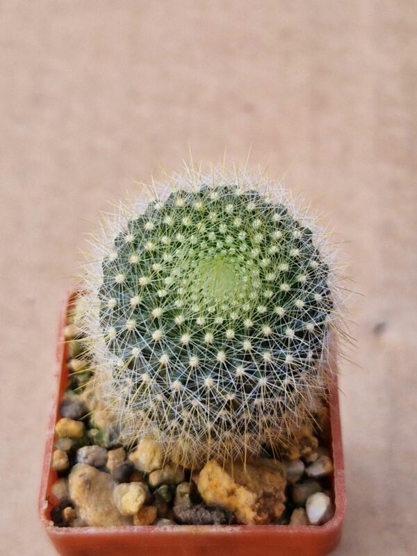 Notocactus graesnerii