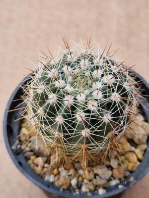 Notocactus sp RP 993