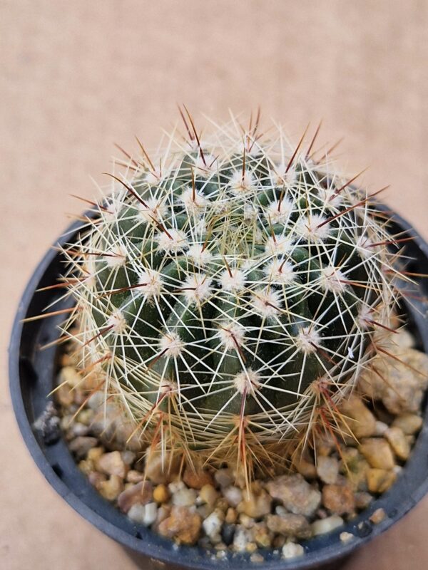 Notocactus sp RP 993