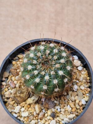 Notocactus concinnus