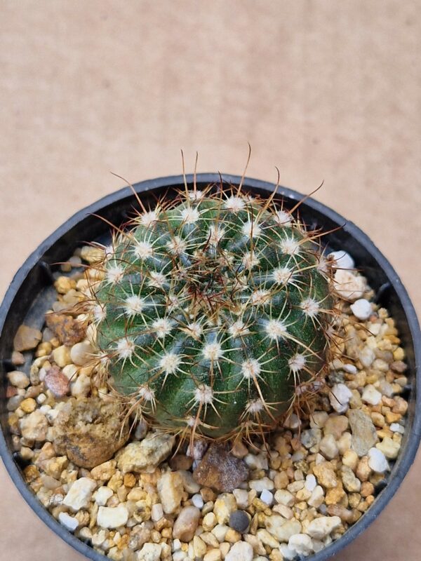 Notocactus concinnus