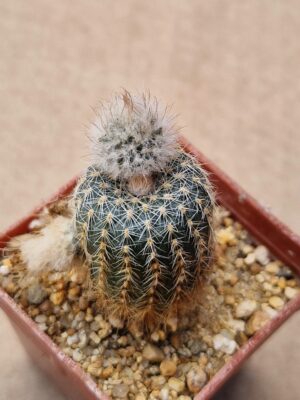 Frailea densispina