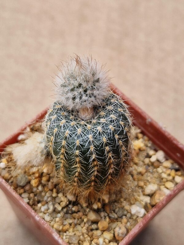 Frailea densispina