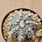 Astrophytum hybrid
