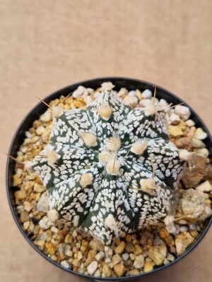Astrophytum hybrid
