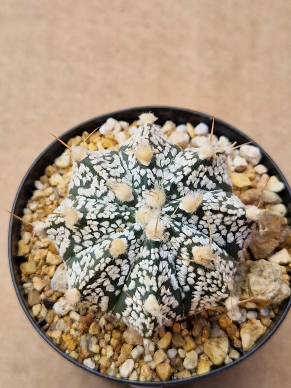 Astrophytum hybrid