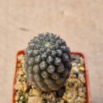 Thelocephala napina