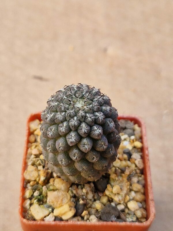 Thelocephala napina