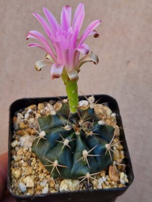 Gymnocalycium sp VOS 48