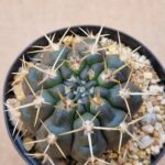 Gymnocalycium catamarcense f belense