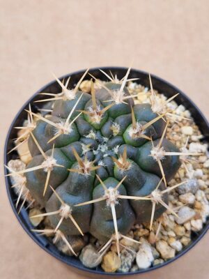 20260530_170134 Gymnocalycium catamarcense f belense