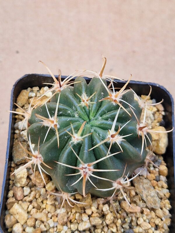 Lobivia hybrid