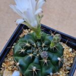 Gymnocalycium sp VoS 12-1200