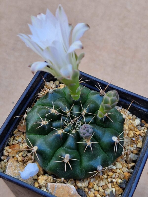 Gymnocalycium sp VoS 12-1200