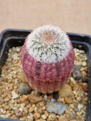 Echinocereus rigidissimus