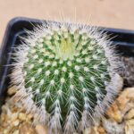 Notocactus claviceps