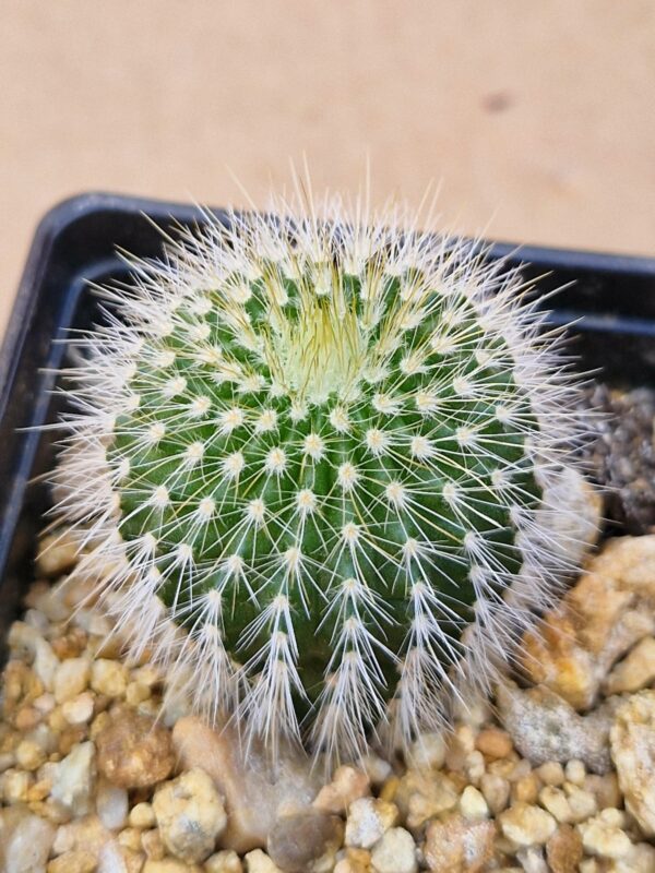 Notocactus claviceps