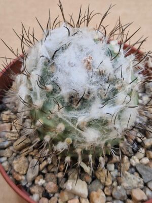 20260531_153336 Turbinicarpus sp