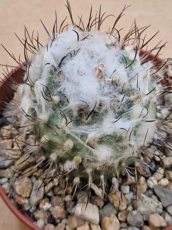 Turbinicarpus sp