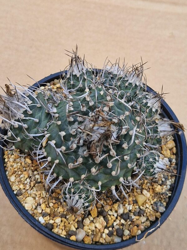 Turbinicarpus sp