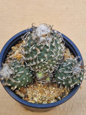 20260531_153432 Turbinicarpus sp