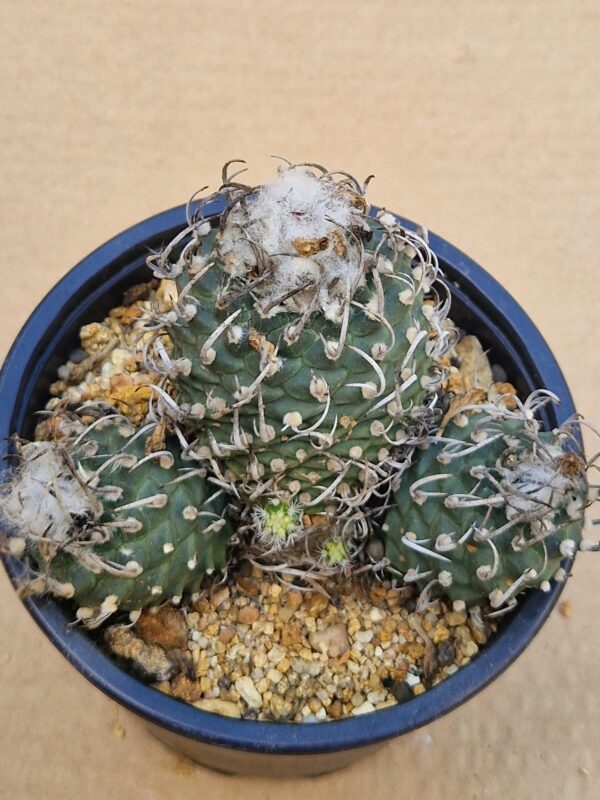 Turbinicarpus sp