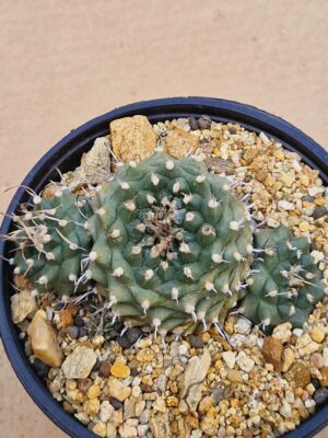20260531_153457 Turbinicarpus sp