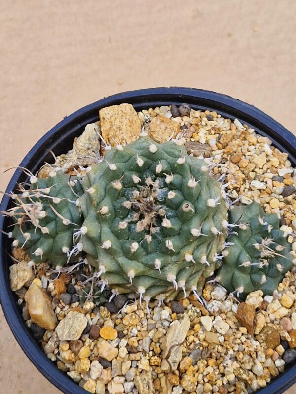 Turbinicarpus sp