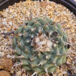 20260531_153521 Turbinicarpus sp