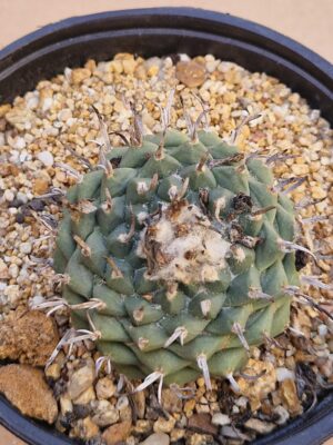 20260531_153521 Turbinicarpus sp