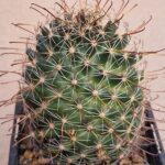 20260531_154740 Mammillaria mainae