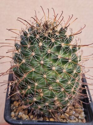 20260531_154740 Mammillaria mainae